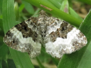 More White-banded Toothed Carpet