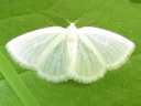 White Spring