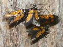 More Linden Bark Borer Moth