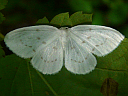 Northern Eudeilinia