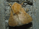 More Forest Tent Caterpillar Moths