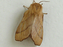 Forest Tent Caterpillar