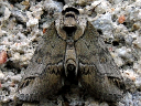 Small Baileya
