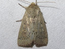 False Wainscot