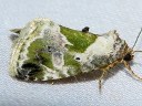 Black-dotted Maliattha