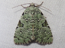 Green Leuconycta