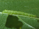 Green-patched larva