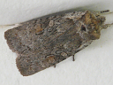 Ashen Pinion