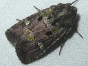 Bristly Cutworm