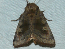 Bronzed Cutworm