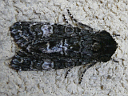 Grote's Sallow