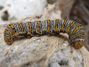 Pearly Wood Nymph larva