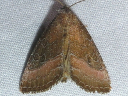 Common Pinkband
