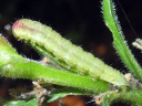 Primrose larva