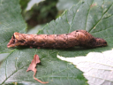Rustic Quaker larva