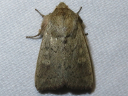 Ursula Wainscot