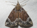 White-lined Hypena