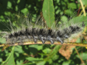 Datana integerrima larva