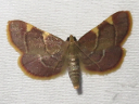 Yellow-fringed Dolichomia