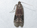 American Plum Borer