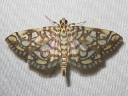Bog Lygropia