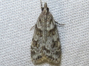 Double-striped Scoparia