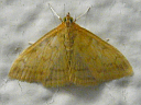 Hahncappsia species