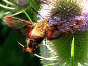 Hummingbird Clearwing
