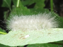 Delicate Cycnia larva