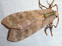 Banded Tussock