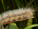 Yellow-collared Scape larva