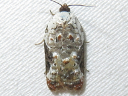 Snowy-shouldered Acleris