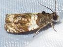 More Banded Olethreutes Moths