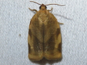 Broken-banded Leafroller