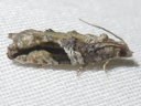 Black-crescent Proteoteras