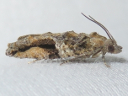 More Black-crescent Proteoteras Moths
