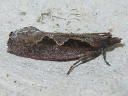 More Diamondback Epinotia Moths