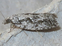 More Epinotia nonana Moths