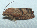 More Filbertworm Moths