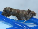 More White-spotted Hedya Moths