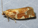 Oak Leafroller