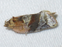 Red-banded Leafroller