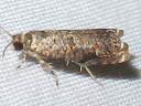 More Sumac Leaftier Moths