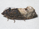 Locust Twig Borer