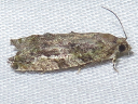 More Maple Twig Borer Moths
