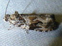 More Basswood Olethreutes Moths