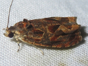 More Dark Olethreutes Moths
