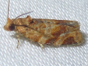 Pine Tube