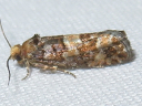 More White Pine Cone Borer Moths