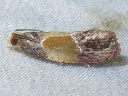 More Sculptured Moths